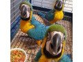 trained-blue-and-gold-macaw-amazon-parrots-available-small-0