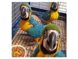 TRAINED BLUE AND GOLD MACAW & Amazon  PARROTS AVAILABLE