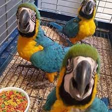 trained-blue-and-gold-macaw-amazon-parrots-available-big-0