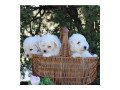 bichon-frise-puppies-for-sale-small-0