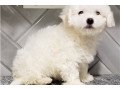 bichon-frise-puppies-for-sale-small-2