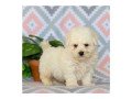 bichon-frise-puppies-for-sale-small-1