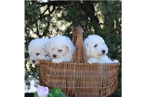 bichon-frise-puppies-for-sale-big-0