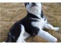 straight-up-blue-eyes-siberian-husky-puppies-for-sale-small-0