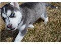 straight-up-blue-eyes-siberian-husky-puppies-for-sale-small-1