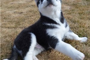 straight-up-blue-eyes-siberian-husky-puppies-for-sale-big-0