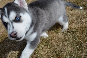 straight-up-blue-eyes-siberian-husky-puppies-for-sale-big-1