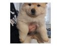 straight-up-blue-eyes-chow-chow-puppies-for-sale-small-0