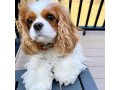 quality-cavalier-king-puppies-small-0