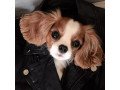 quality-cavalier-king-puppies-small-1