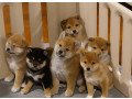 akc-shiba-inu-puppies-for-sale-small-0
