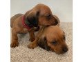 super-adorable-dachshund-puppies-small-0