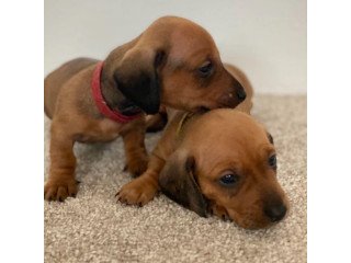 Super adorable Dachshund Puppies