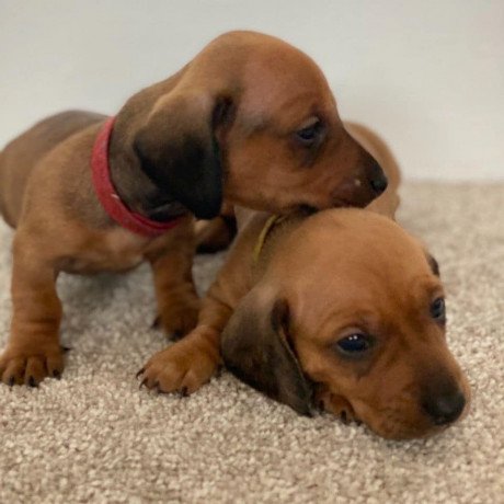 super-adorable-dachshund-puppies-big-0