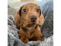 super-adorable-dachshund-puppies-small-1
