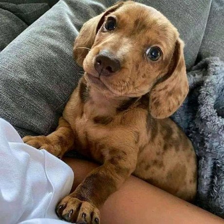 super-adorable-dachshund-puppies-big-0