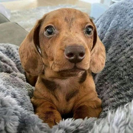 super-adorable-dachshund-puppies-big-1