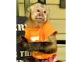 capuchin-mokey-for-sale-small-1