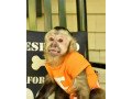 capuchin-mokey-for-sale-small-0