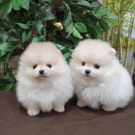 pomeranian-puppies-for-sale-big-1