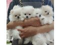 beautiful-pomeranian-puppies-available-small-0