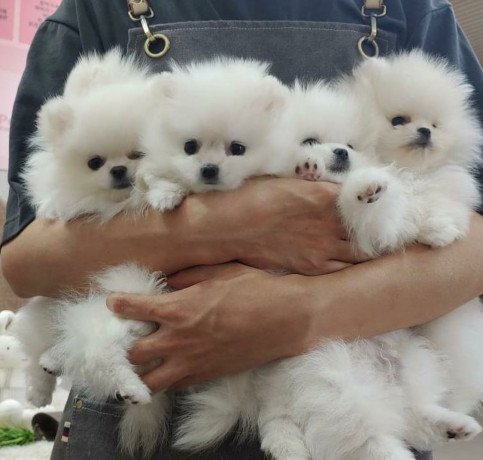 beautiful-pomeranian-puppies-available-big-0