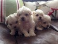 awesome-t-cup-maltese-puppies-available-small-0