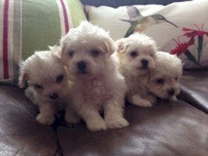 awesome-t-cup-maltese-puppies-available-big-0
