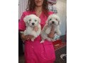 male-and-female-maltese-puppies-for-pet-lovers-small-0