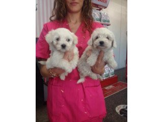 Male and female Maltese puppies for pet lovers