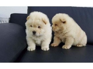 Beautiful Chow Chow puppies for good home