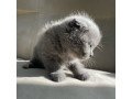 scottish-fold-kitten-available-small-0