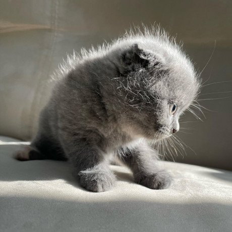 scottish-fold-kitten-available-big-0