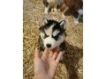 super-adorable-husky-puppies-small-0