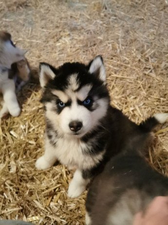 super-adorable-husky-puppies-big-1
