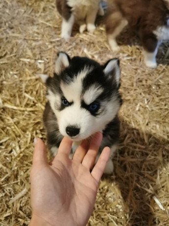 super-adorable-husky-puppies-big-0