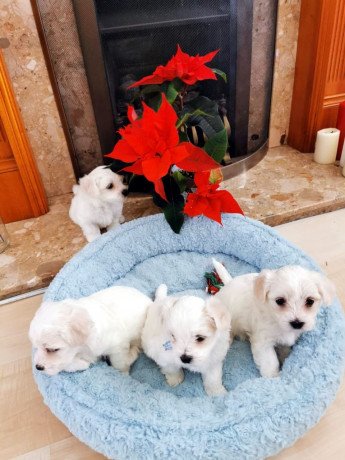 super-adorable-maltese-puppies-big-1