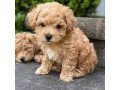super-adorable-maltipoo-puppies-small-2