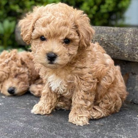 super-adorable-maltipoo-puppies-big-2