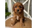 cavoodle-puppies-available-for-sale-small-0