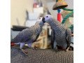 african-grey-parrots-available-now-small-1