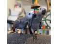 african-grey-parrots-available-now-small-2