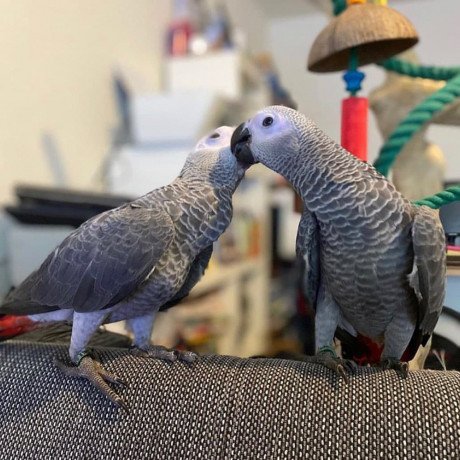 african-grey-parrots-available-now-big-1