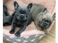 french-bulldog-puppies-for-sale-small-0