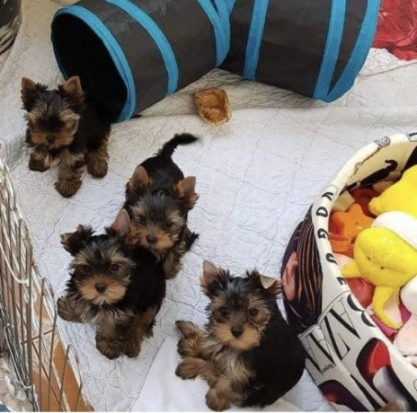 yorkshire-puppies-for-sale-big-0