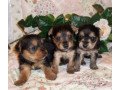 yorkshire-puppies-for-sale-small-0
