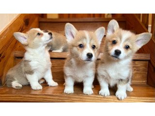 Corgi puppies for sale
