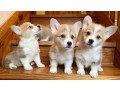 corgi-puppies-for-sale-small-0