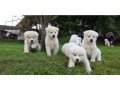 akita-puppies-for-sale-small-0