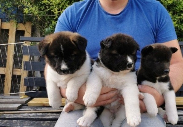 akita-puppies-for-sale-big-0